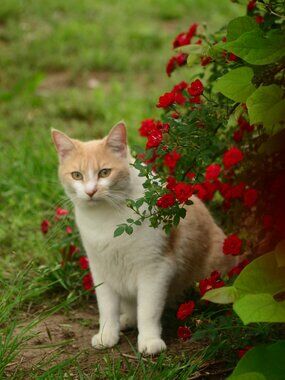 Simba and the Roses print